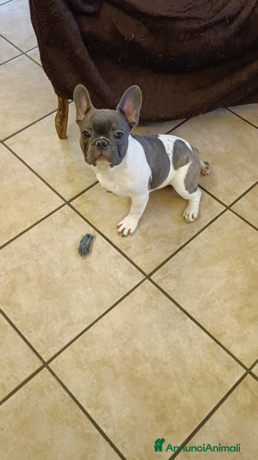 Bulldog Francese cani in vendita: Bulldog francesi esotiche - Annuncio 10