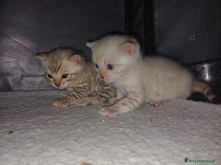 Bengala gatti Gatto del Bengala - Annuncio 7