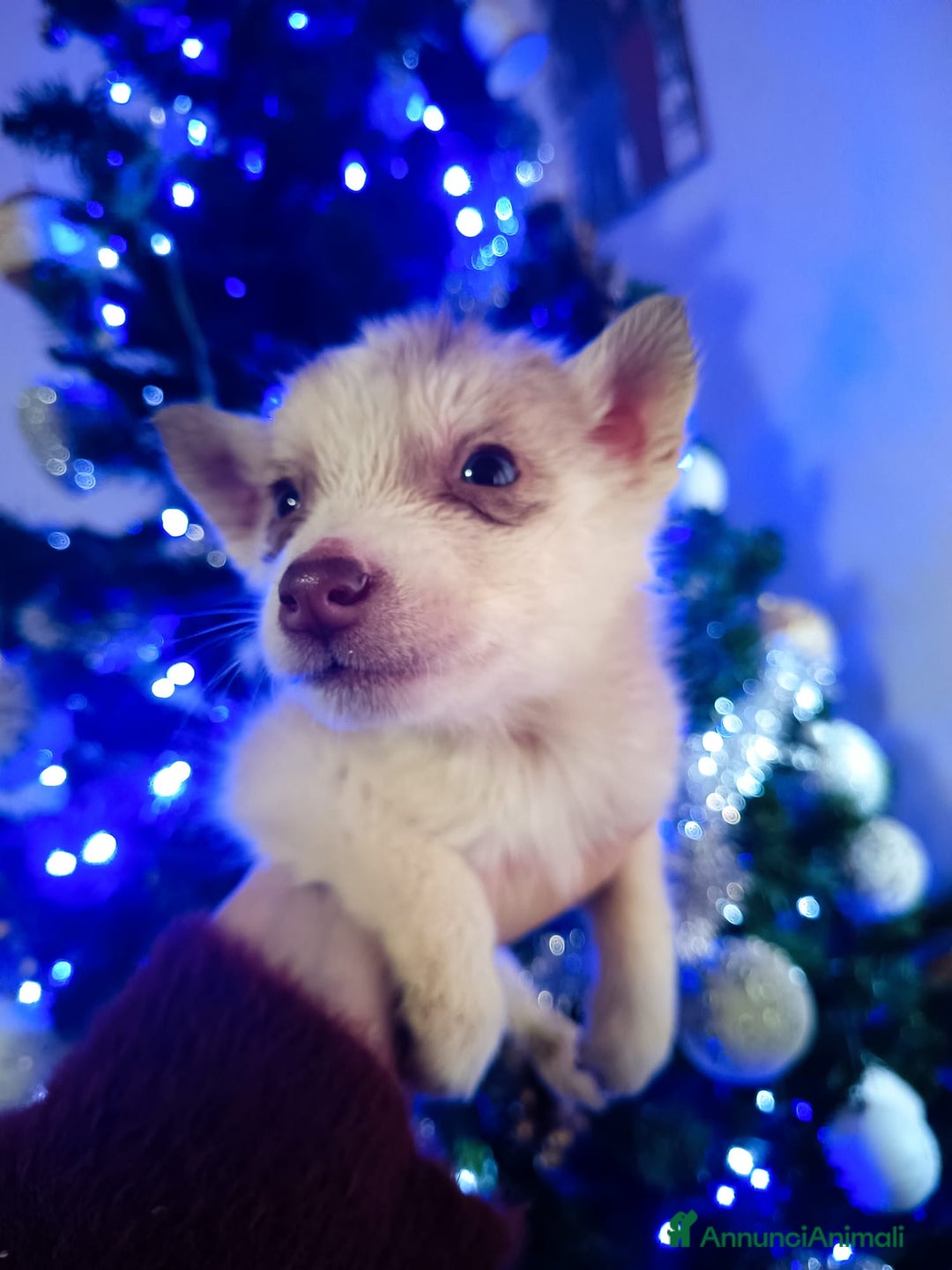 Husky cani in vendita: Husky siberian  - Annuncio 3