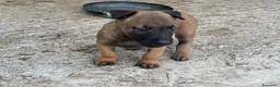Pastore Belga cani in vendita: Cucciolo Pastore Belga Malinois - Annuncio 12