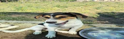Meticcio cani in regalo: Bloom a Provincia di Padova - Annuncio 1