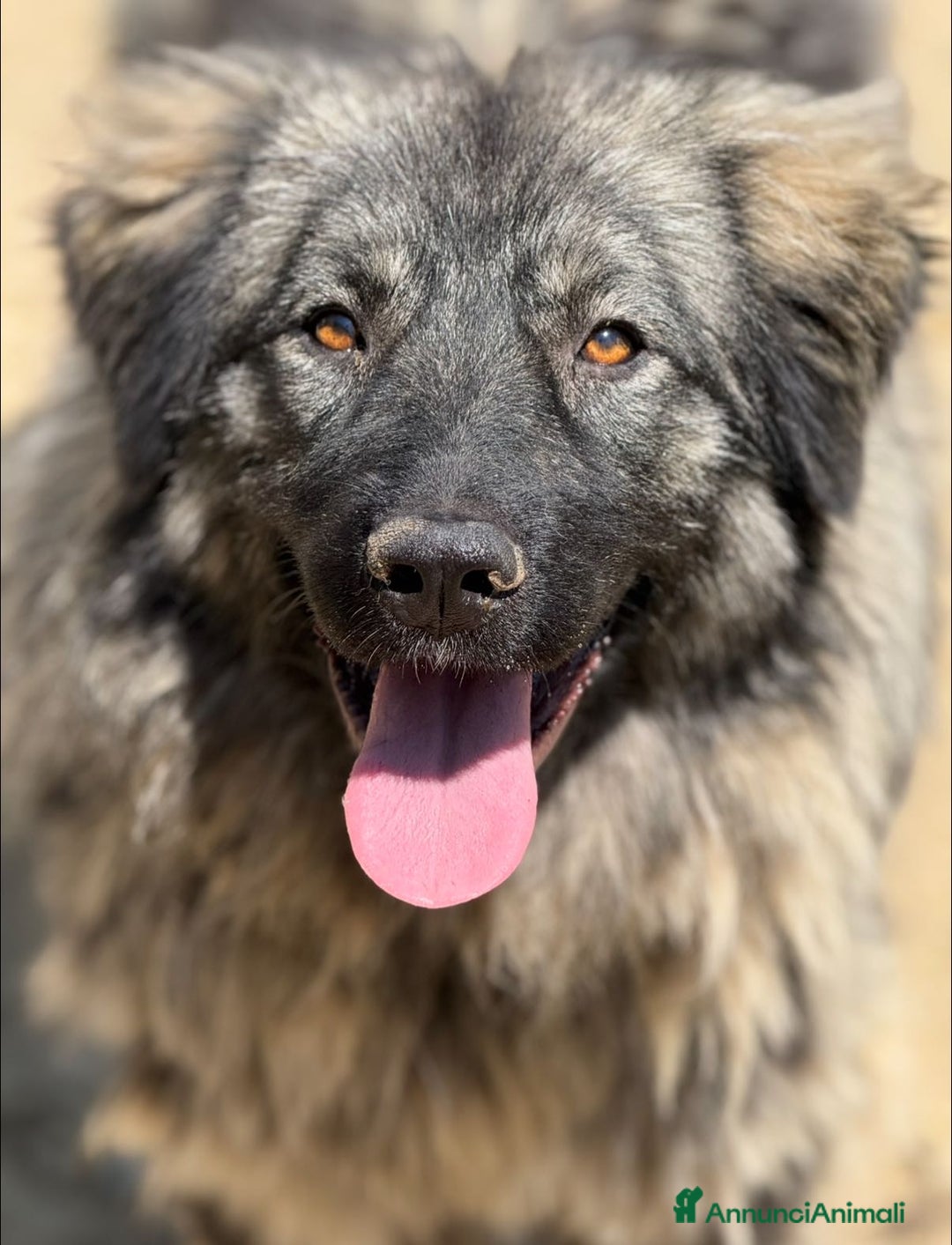 Pastore di Ciarplanina cani in regalo: OLIMPIA, ATHENA e ULISSE: magnifici CIARPLANINA! - Annuncio 5