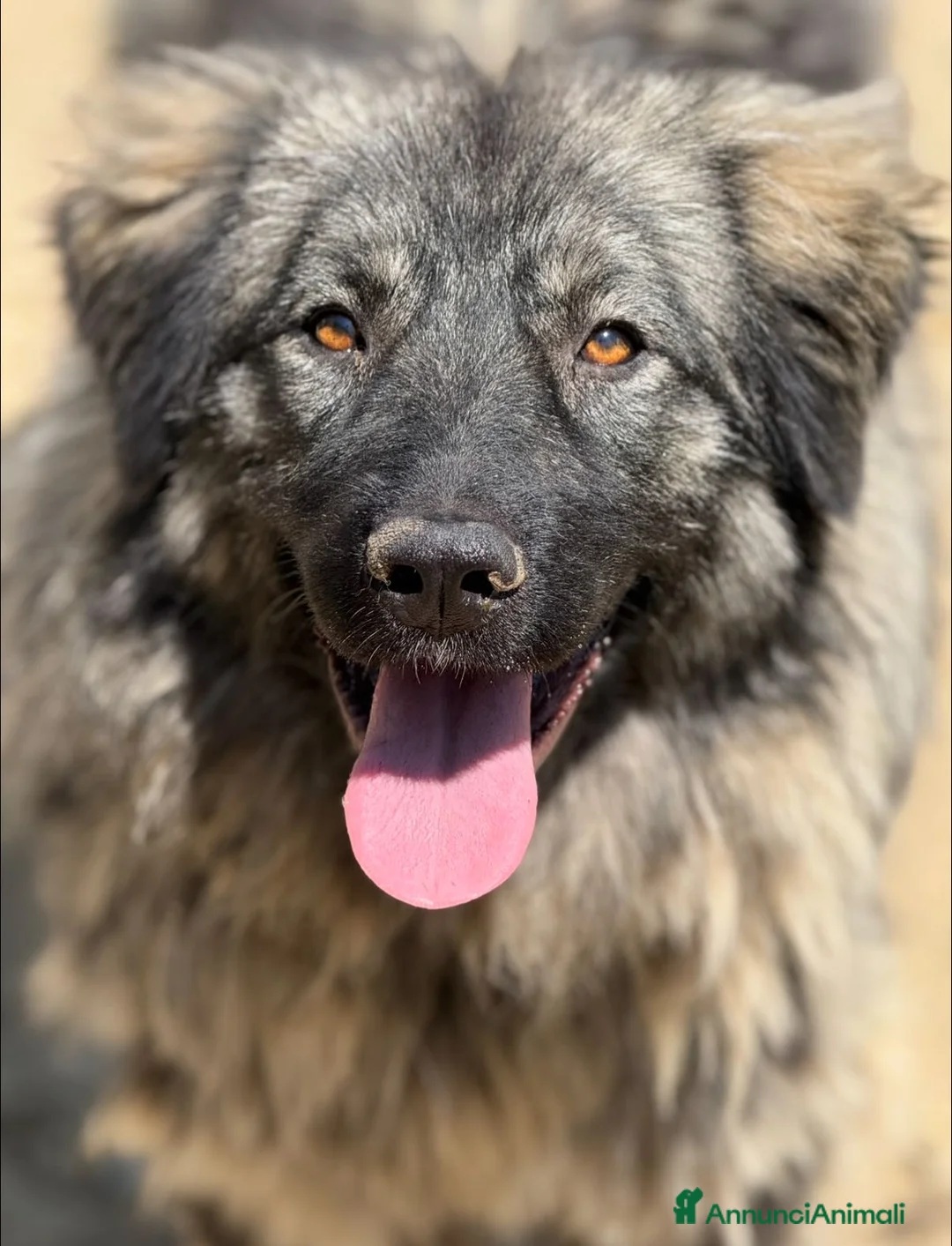 Pastore di Ciarplanina cani in regalo: OLIMPIA, ATHENA e ULISSE: magnifici CIARPLANINA! - Annuncio 5