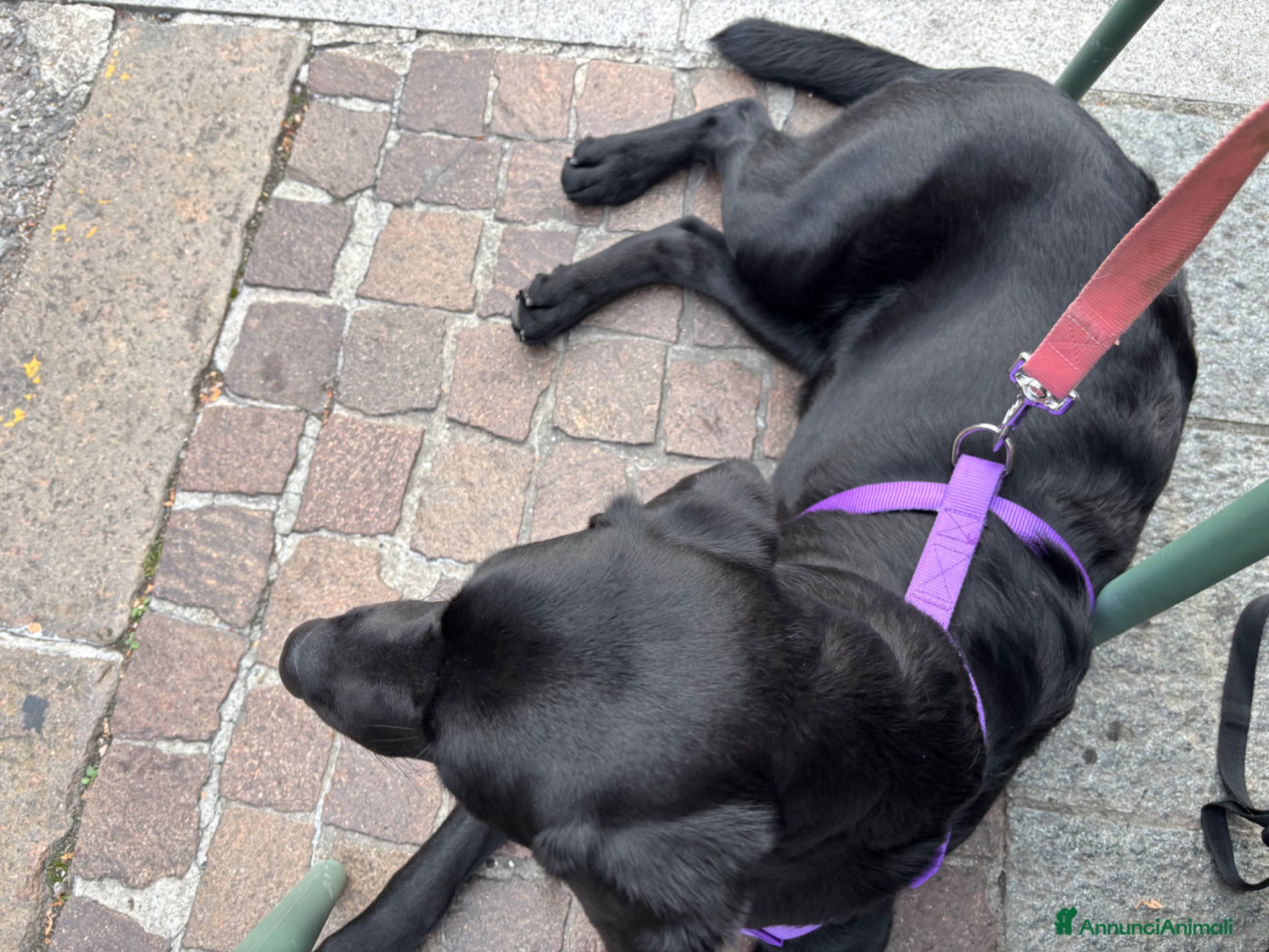 Labrador cani Vendo Labrador di un anno e mezzo - Annuncio 1