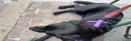 Labrador cani in vendita: Vendo Labrador di un anno e mezzo a Provincia di Bergamo - Annuncio 1