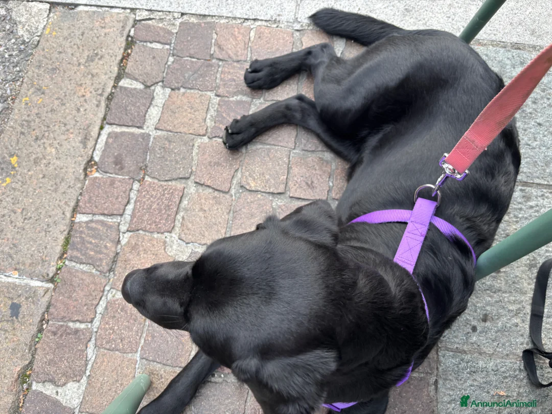Labrador cani in vendita: Vendo Labrador di un anno e mezzo a Provincia di Bergamo - Annuncio 1