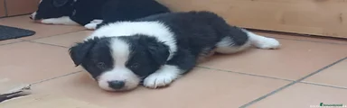 Border Collie 1