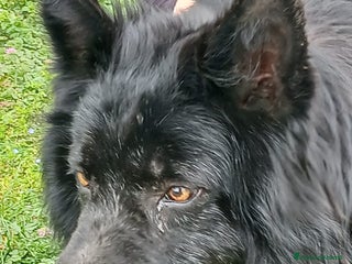 Meticcio cani NERONE TRADITO DA CHI PIU' AMAVA, IN ADOZIONE - Annuncio 5