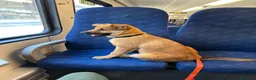 Pastore Belga cani in regalo: regalo cucciolo malinois, australiano incrocio a Provincia di Reggio Emilia - Annuncio 5