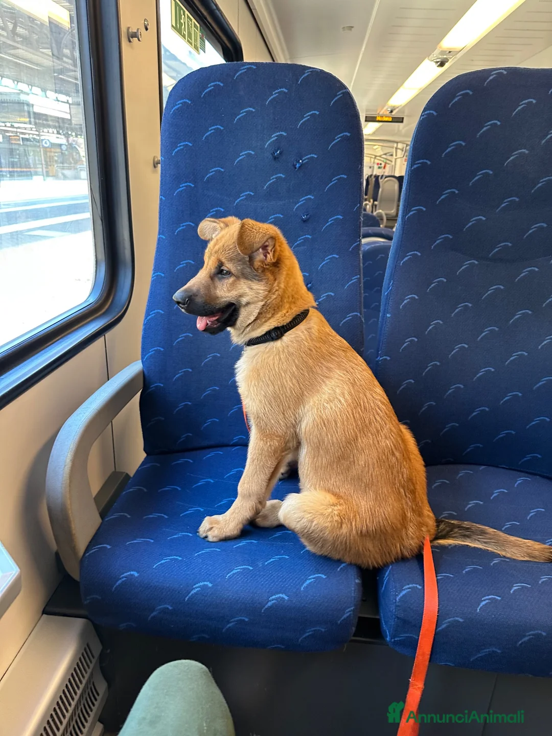 Pastore Belga cani in regalo: regalo cucciolo malinois, australiano incrocio a Provincia di Reggio Emilia - Annuncio 5