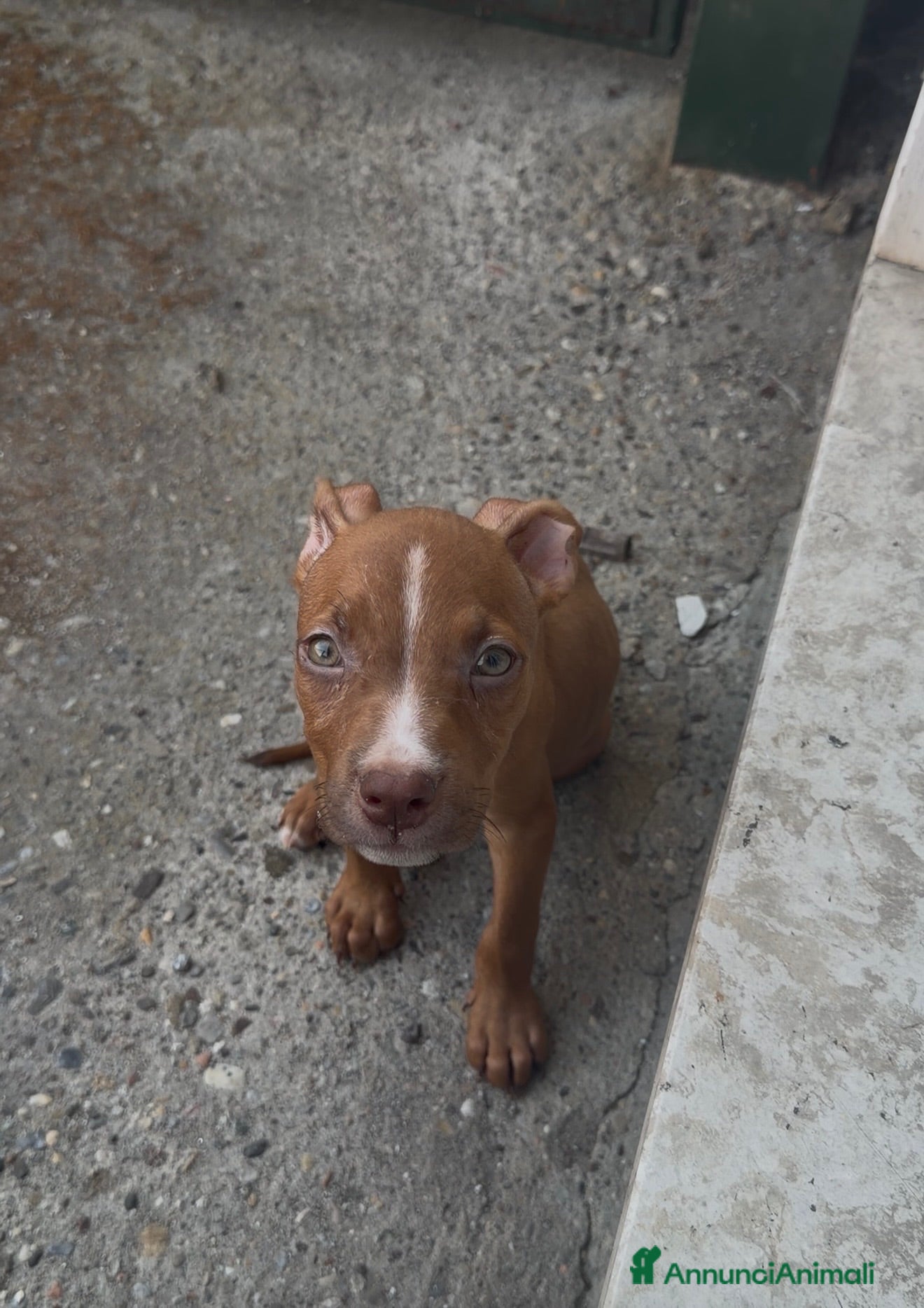 Pitbull cani Cucciolo di pitbull  - Annuncio 1