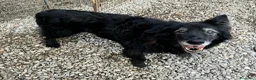 Meticcio cani in regalo: Aron 15 anni Taglia media  - Annuncio 4
