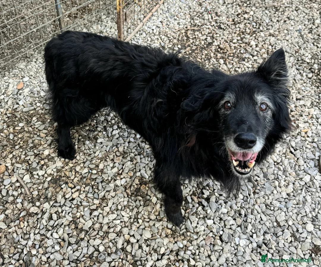 Meticcio cani in regalo: Aron 15 anni Taglia media  - Annuncio 4