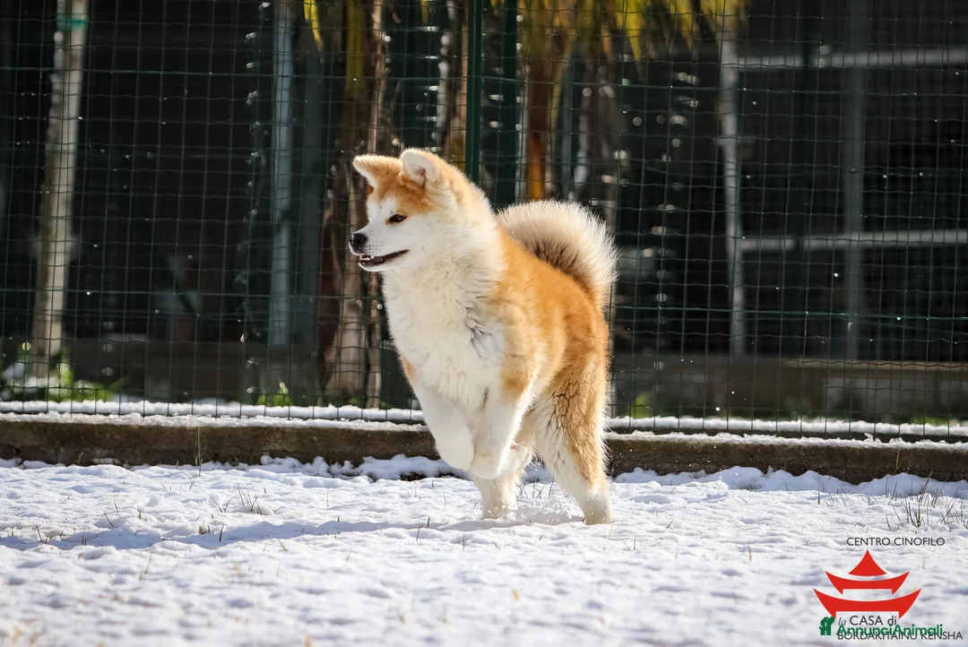 Immagine della galleria {{count}}