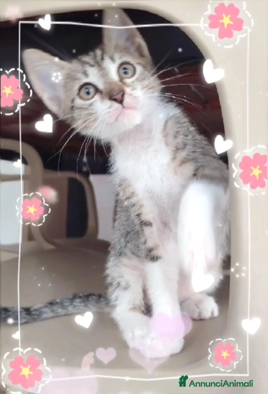 Europeo gatti in regalo: Micina 2mesi bianca/tigrata a giorni a MILANO - Annuncio 3