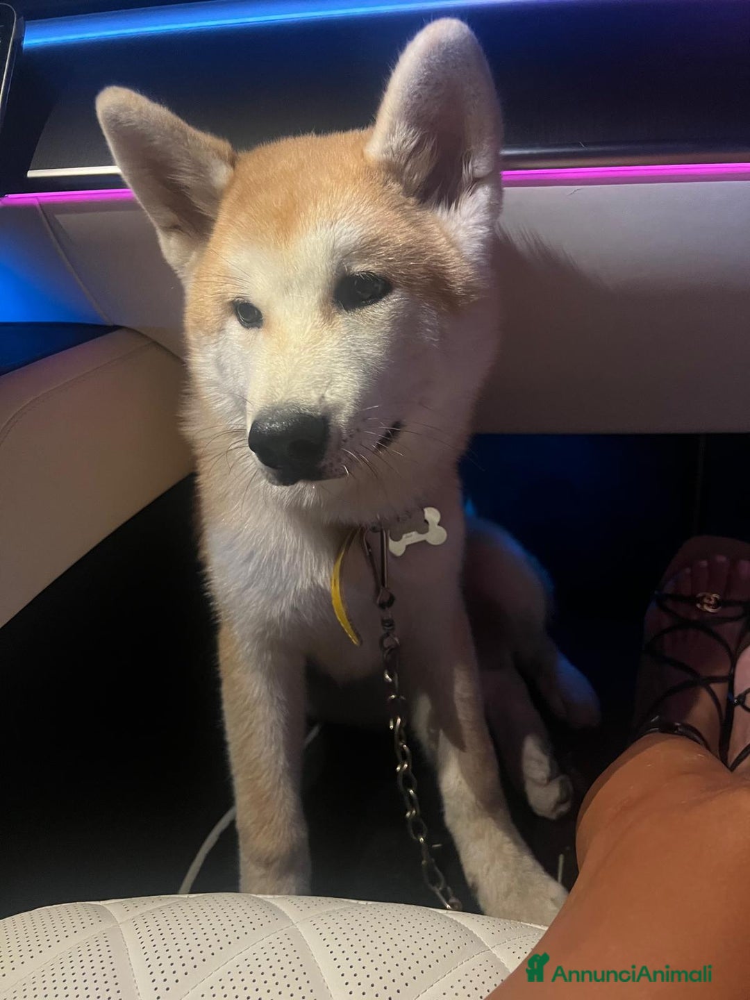 Akita Inu cani in vendita: Cuccioli di akita inu disponibili dal 23 dicembre  - Annuncio 5