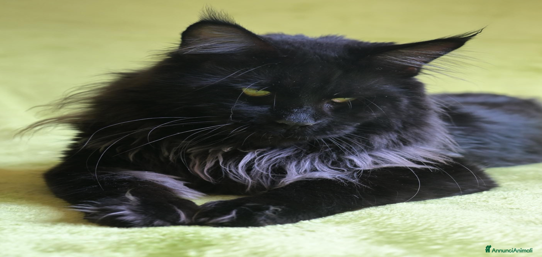 Immagine della galleria {{count}}