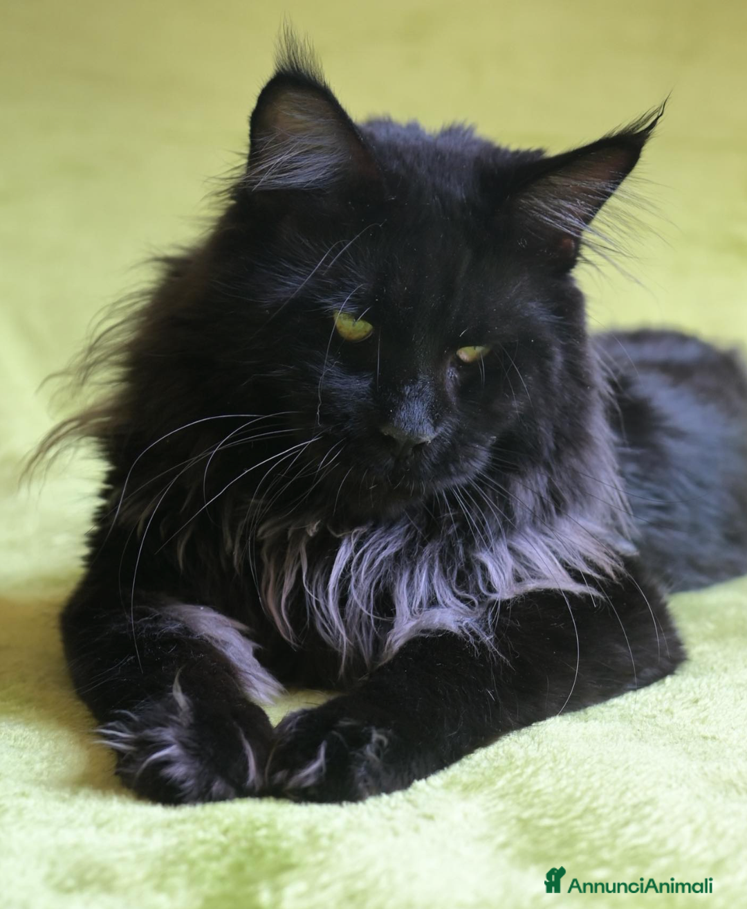 Immagine della galleria {{count}}