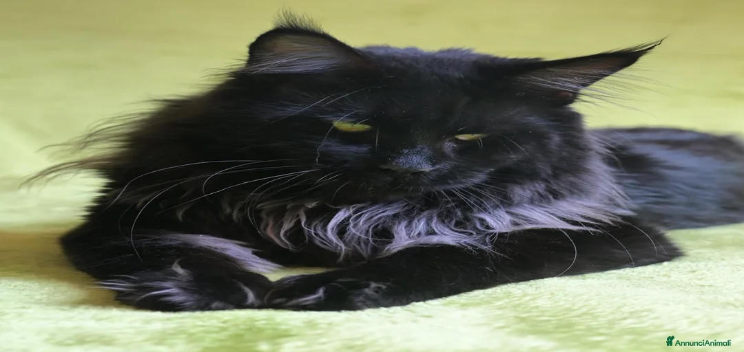 Immagine della galleria {{count}}