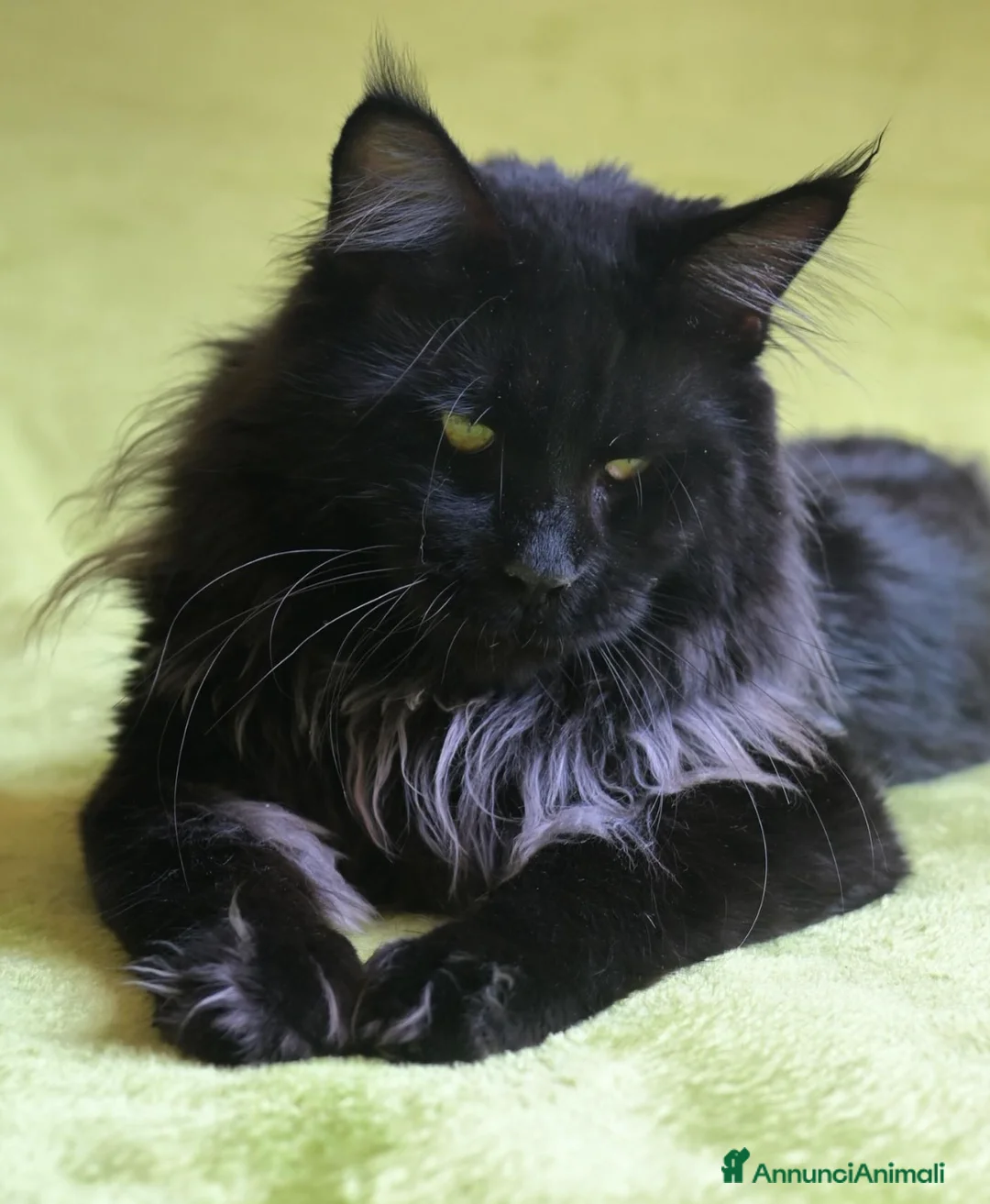 Immagine della galleria {{count}}