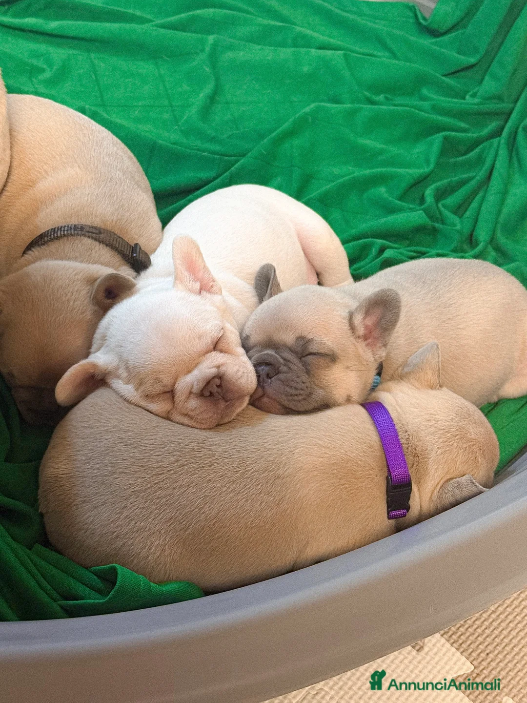 Bulldog Francese cani in vendita: CUCCIOLI DI  BULLDOG FRANCESE total clear a Città metropolitana di Roma Capitale - Annuncio 2