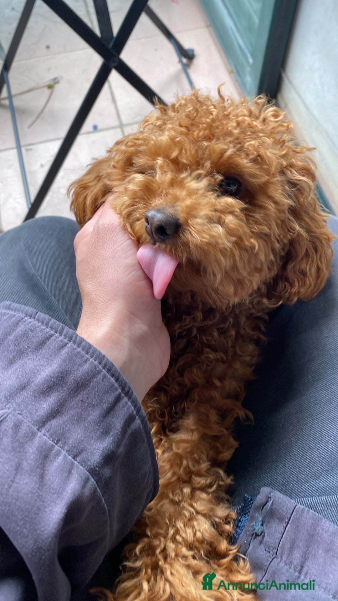 Barboncino Toy cani per accoppiamento: Briggs cerca una barboncina con cui accoppiarsi  - Annuncio 3