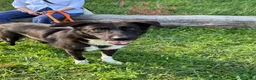 Meticcio cani in regalo: Windy, splendida ed equilibrata simil labrador - Annuncio 4