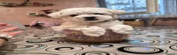 Maltese cani in vendita:  Cucciola femmina - Annuncio 3