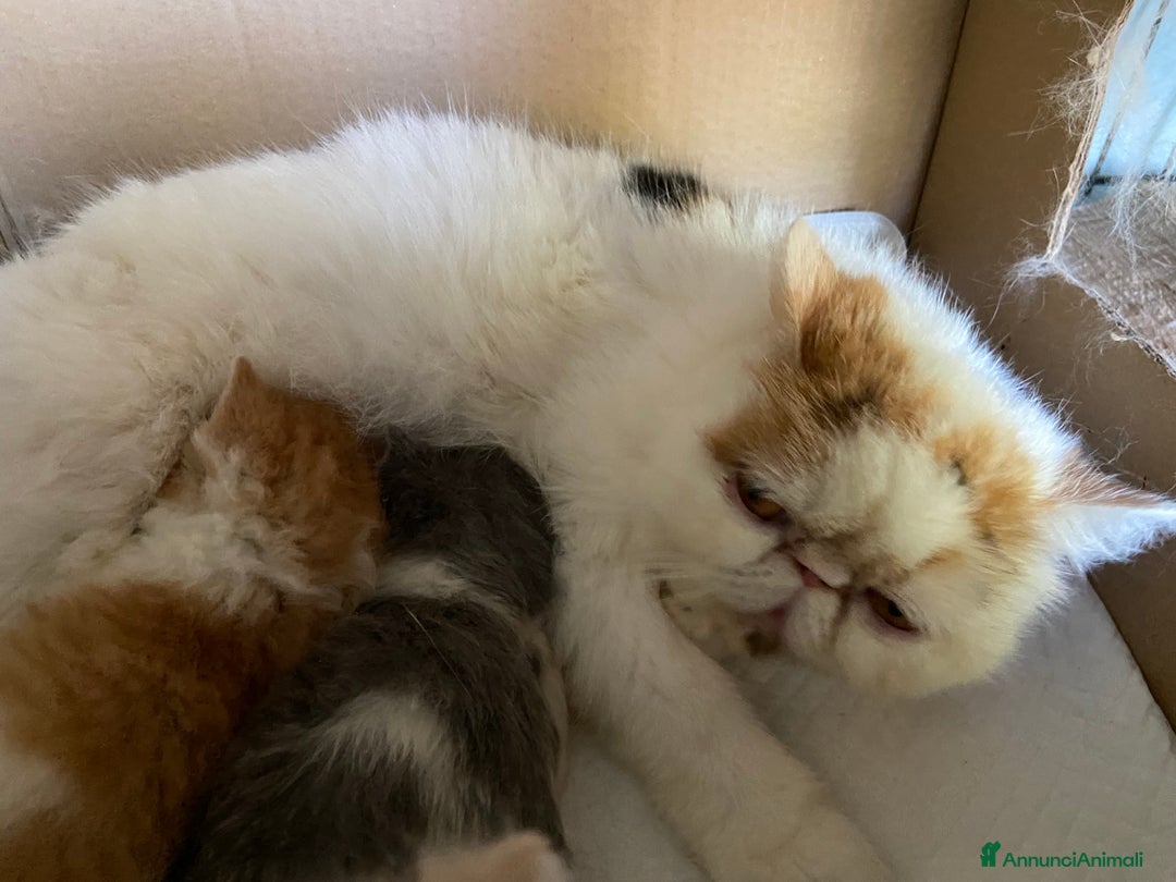 Exotic Shorthair gatti in vendita: Gattini exotic e persiani con pedigree a Provincia di Cuneo - Immagine 4