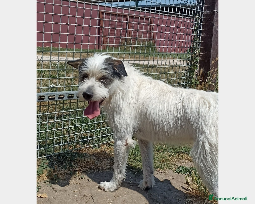 Meticcio cani Cirillo, bellissimo mix spinone in canile a Latina - Annuncio 39