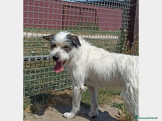 Meticcio cani Cirillo, bellissimo mix spinone in canile a Latina - Annuncio 39