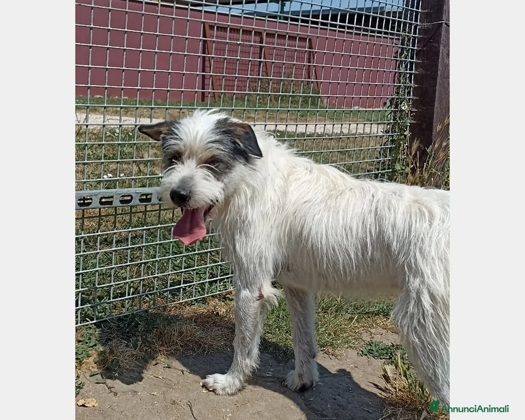 Meticcio cani in regalo: Cirillo, bellissimo mix spinone in canile a Latina - Annuncio 1