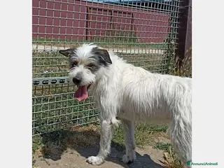 Meticcio cani Cirillo, bellissimo mix spinone in canile a Latina - Annuncio 13