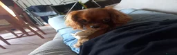 Cavalier King cani in vendita: Dolcissima Cavalier King femmina cerca famiglia  - Annuncio 1