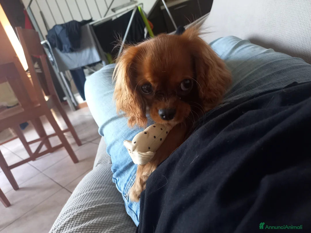 Cavalier King cani in vendita: Dolcissima Cavalier King femmina cerca famiglia  - Annuncio 1