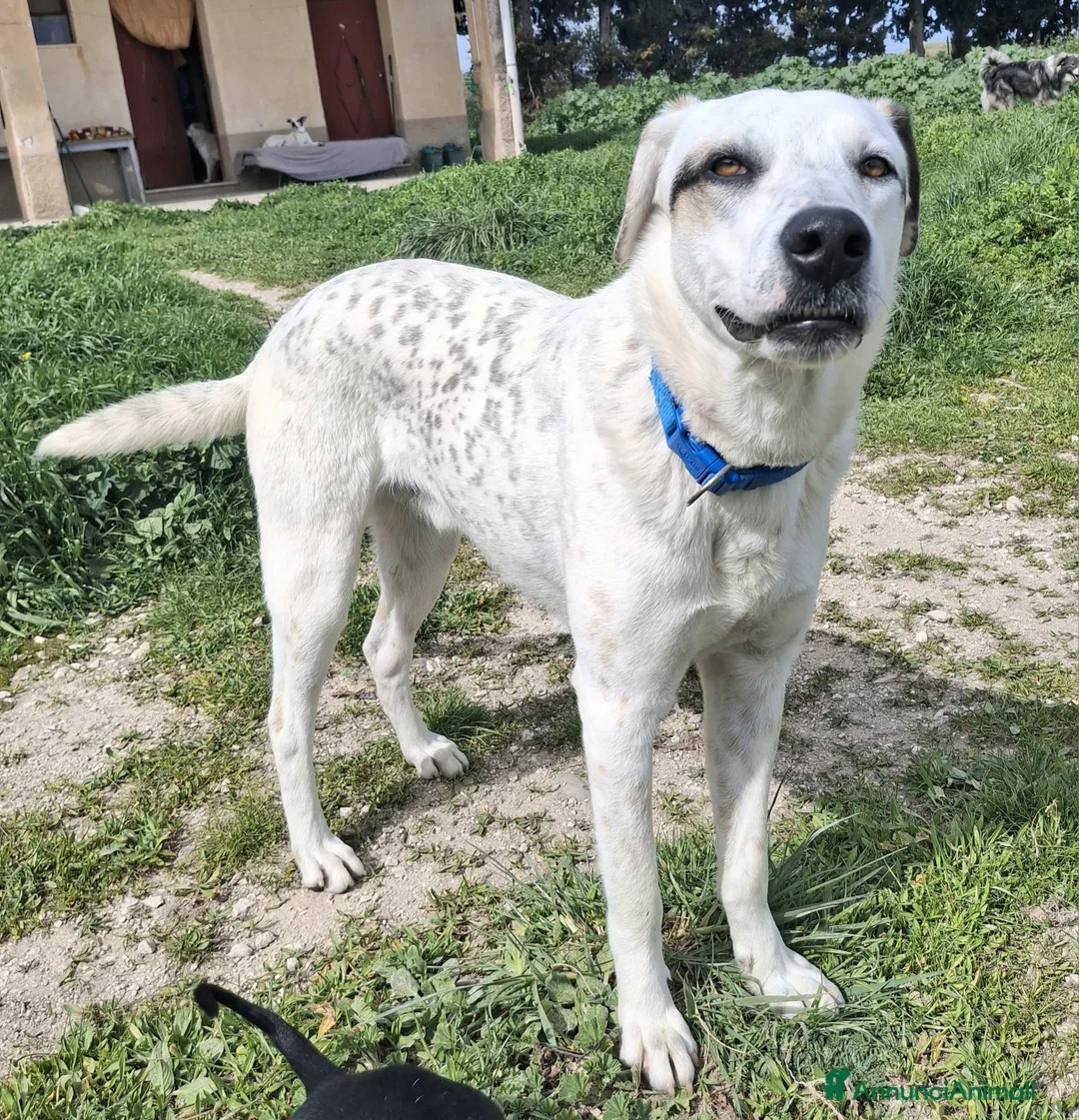 Meticcio cani in regalo: Blues 1 anno taglia media grande  a Città metropolitana di Palermo - Annuncio 2