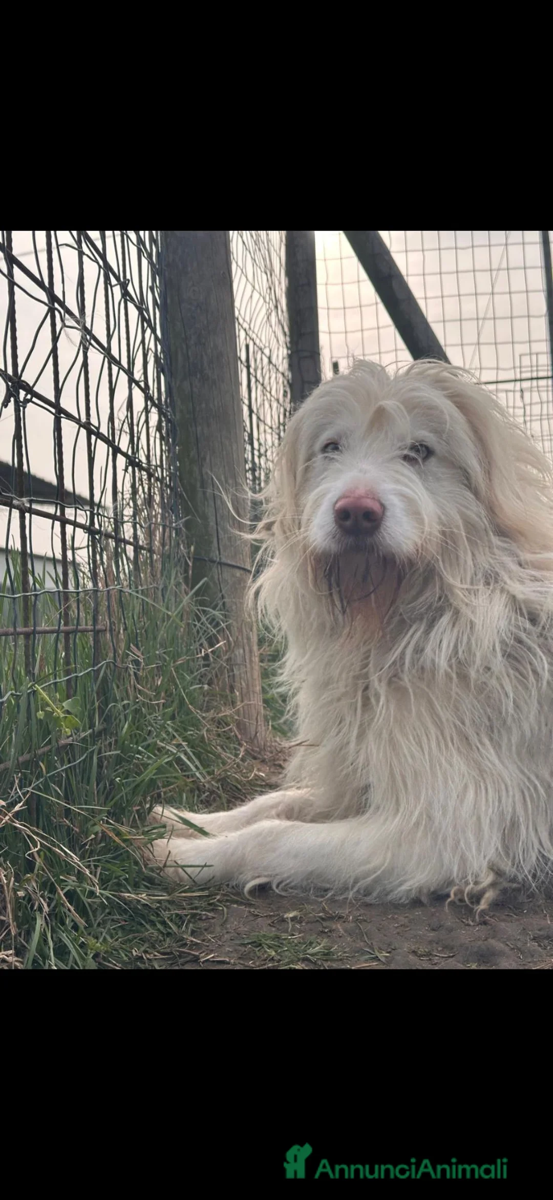 Meticcio cani in regalo: BUTTATO VIA DALLA SUA FAMIGLIA! 2 ANNI a Città Metropolitana di Bologna - Annuncio 2