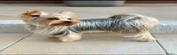 Yorkshire cani per accoppiamento: Yorkshire Terrier cerc compagna per accoppiamento  - Annuncio 6