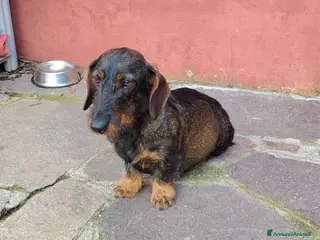 Bassotto cani Bassotto pelo duro - Annuncio 20