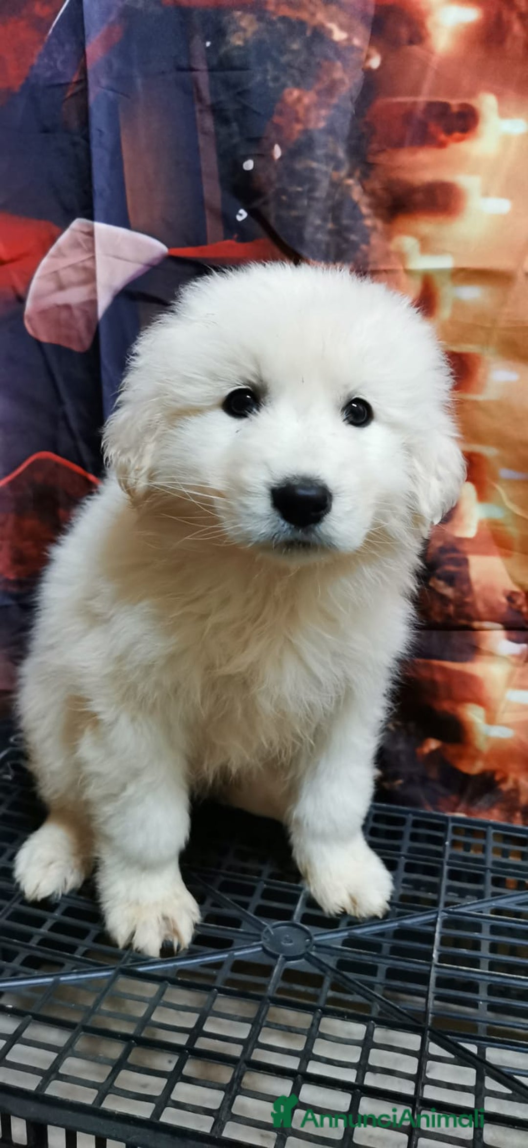 Meticcio cani in regalo: "Piccoli orsetti" in cerca di amore  - Annuncio 6