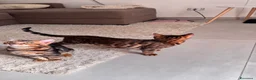 Bengala gatti in vendita: Bengala TICA Bellissimi ed Adorabili  a Città Metropolitana di Napoli - Annuncio 13