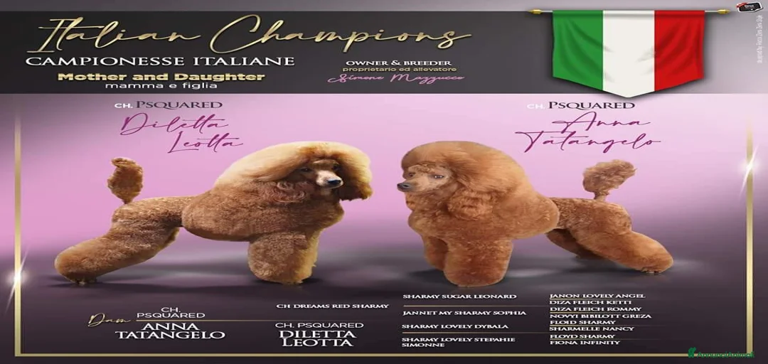 Immagine della galleria {{count}}