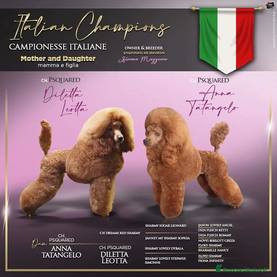 Immagine della galleria {{count}}