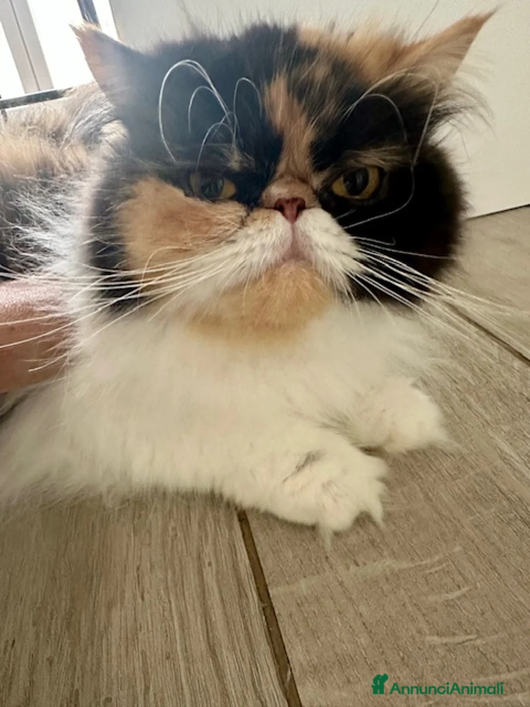 Persiano gatti in vendita: Cuccioli persiani ipertipici - Annuncio 10