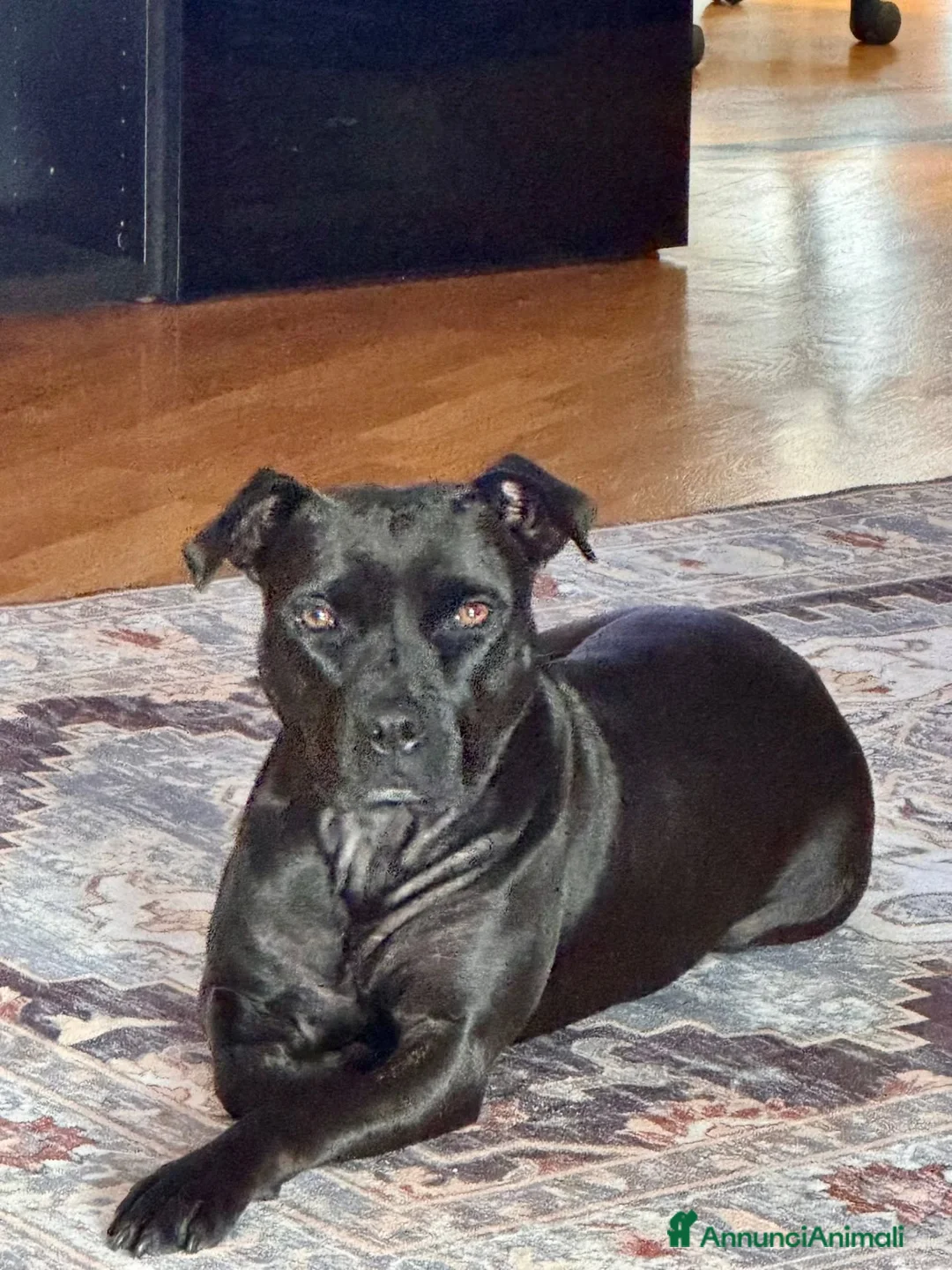 American Staffordshire cani in regalo: SPARTA american pitbull terrier 4 anni in adozione - Annuncio 3