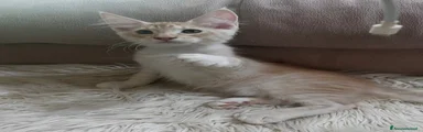 Maine Coon 5