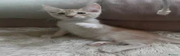 Maine Coon gatti in vendita: Maine Coon bellissimi  - Annuncio 9