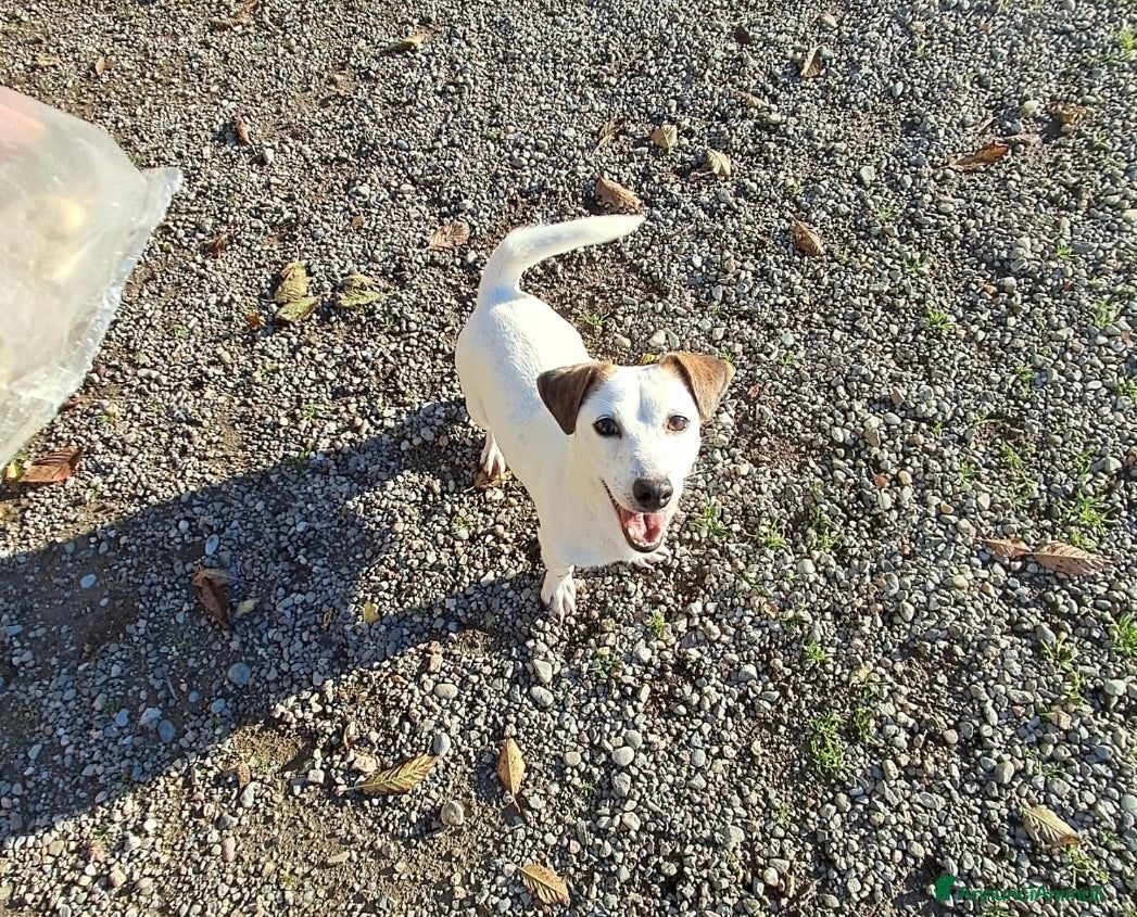 Jack Russell cani DUE JACK RUSSELL CERCANO CASA💙💜 - Annuncio 4