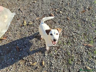 Jack Russell cani DUE JACK RUSSELL CERCANO CASA💙💜 - Annuncio 2