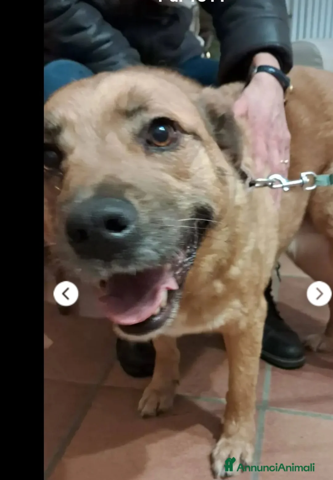 Meticcio cani in regalo: 6anni femmina RINUNCIA DI PROPRIETÀ!PISTOIA URGENT - Annuncio 1
